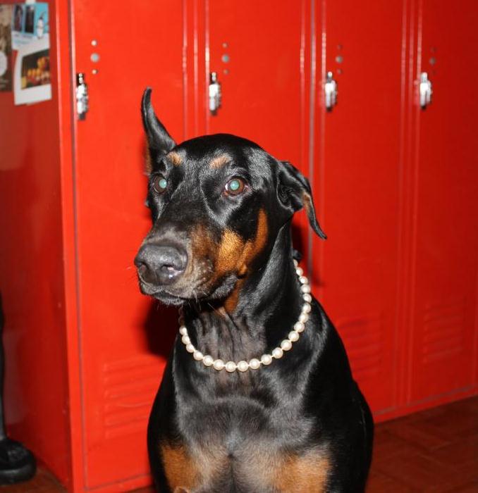 HARLEY CHRISTMAS_crop