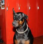 HARLEY with CHRISTMAS pearls