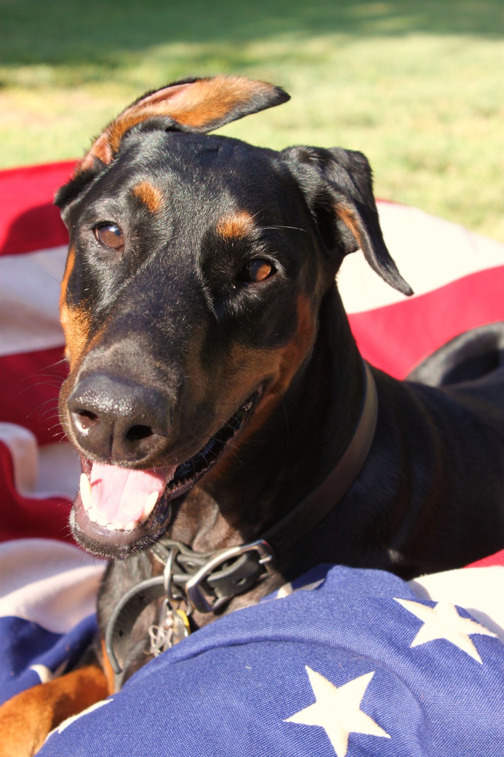 Harley on American Flag
