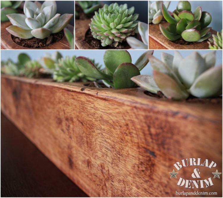 Suculents in Sugar Mold (2)