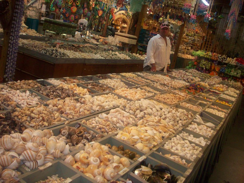 Look at All them Shells