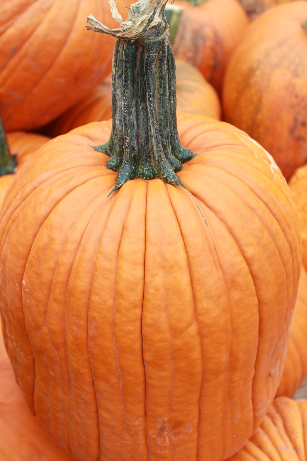 Pumpkin at the FArmers Market
