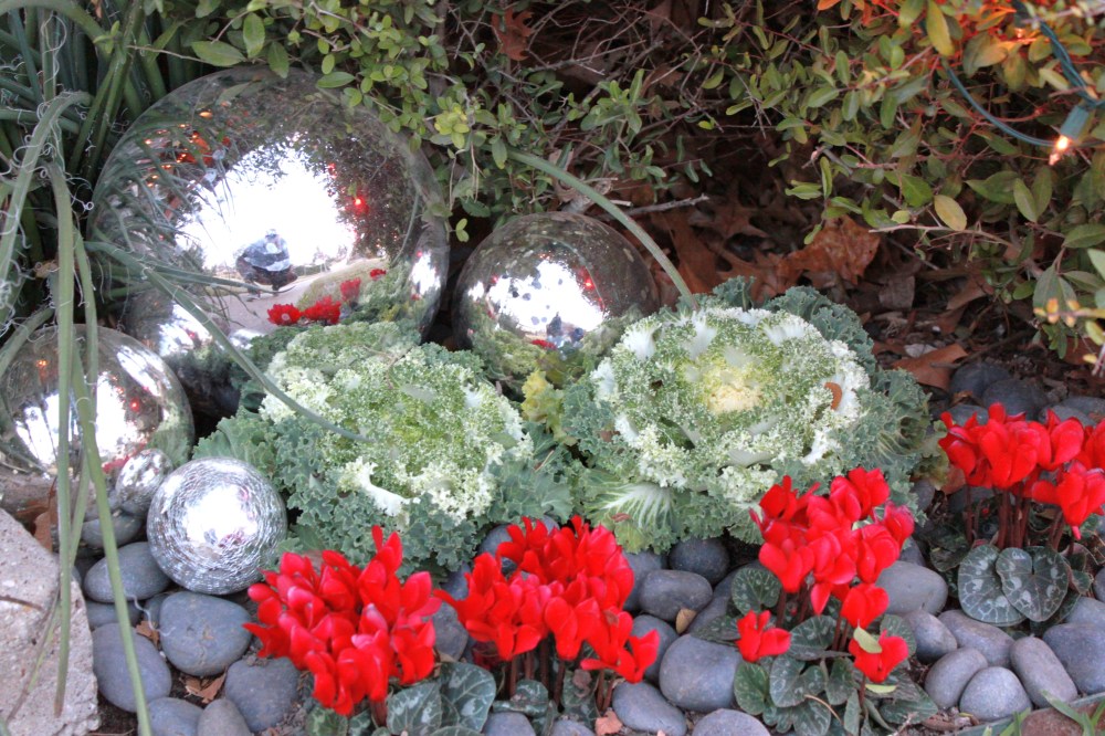 Kale, cyclamen and big gazing balls
