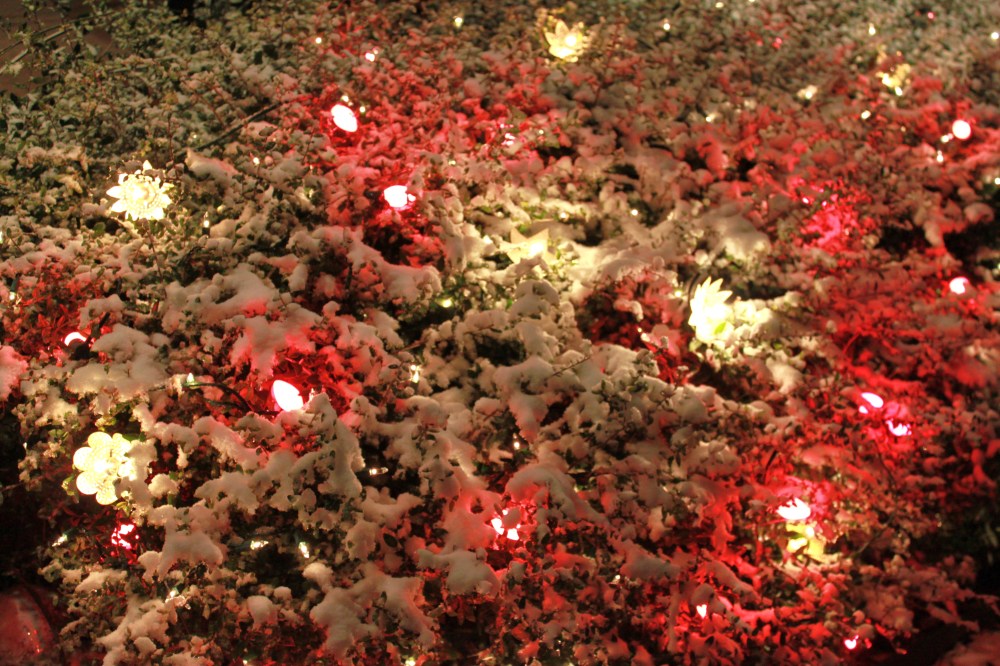 Lights coming Through the Holly Bushes and Snow