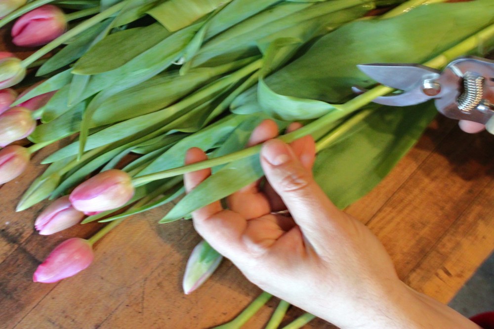 Cutting Tulips at an Angle