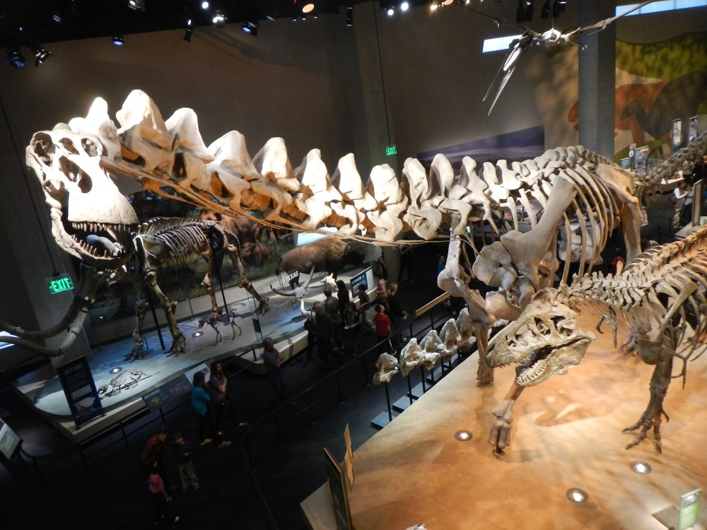 Batteling Bones in th fossil room