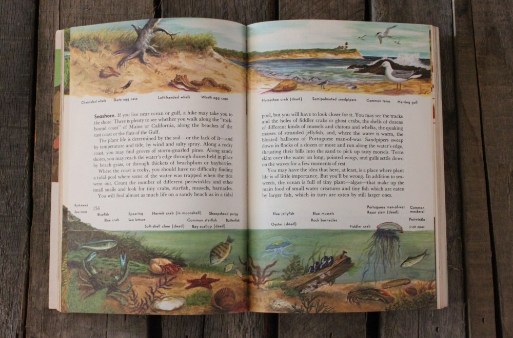 Identifing Wildlife in the Boy Scout Handbook