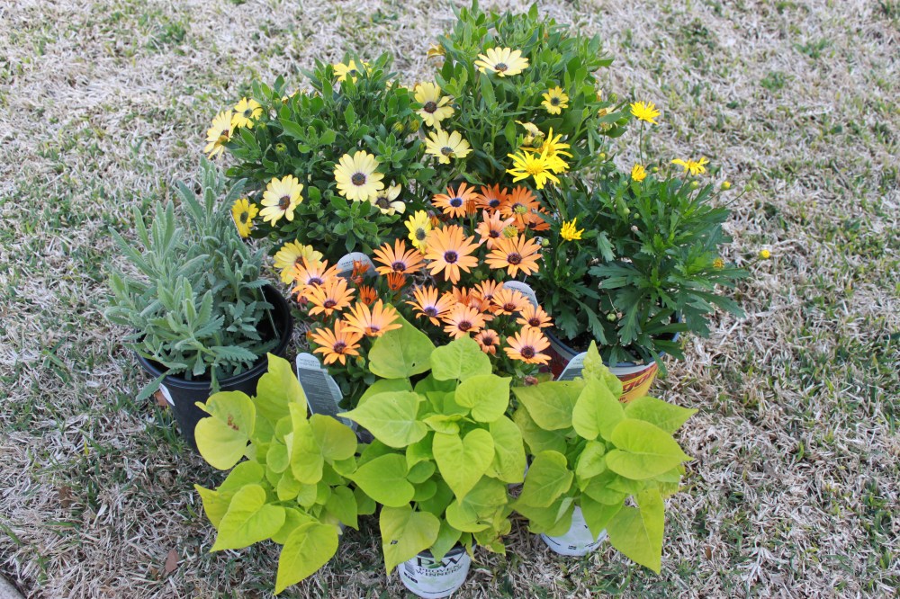Daisys, Osteospermum, Sweet Potato and Lavender