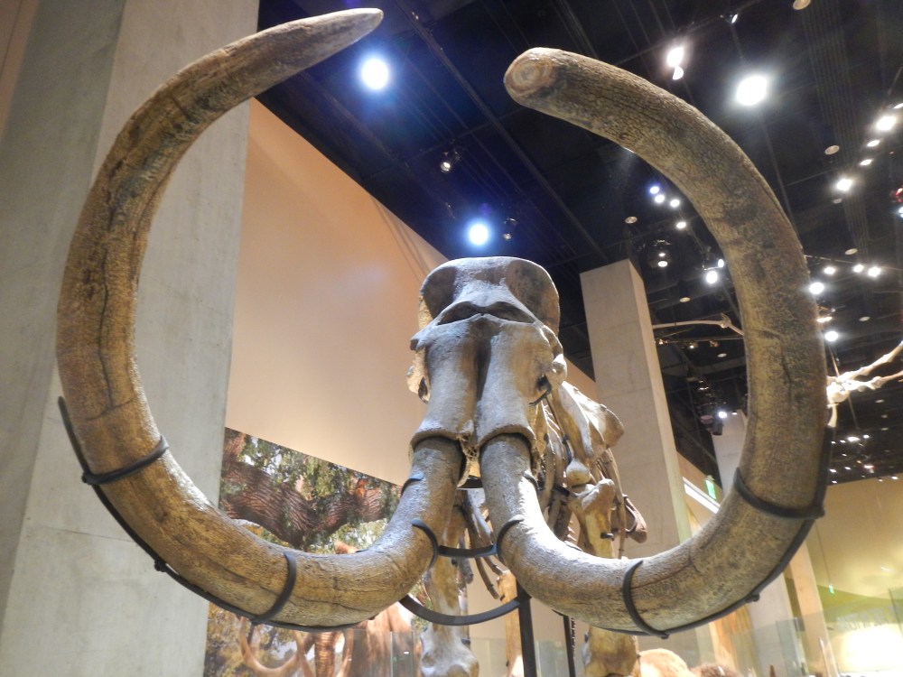 Mastadon Tusks in the Fossil Room