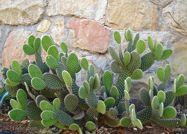Bunny Ear Cactus