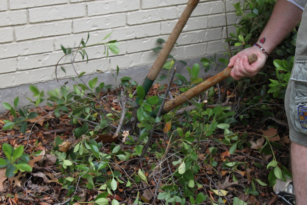 Close Up of Jamie Clipping the Branches