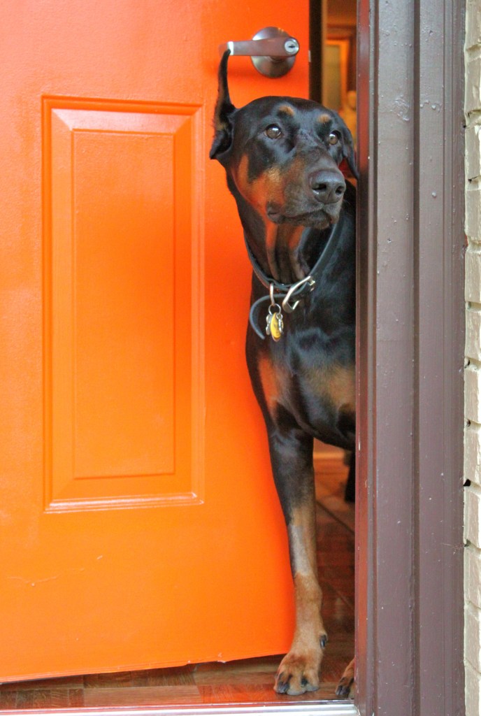Doberman Likes the Orange Door