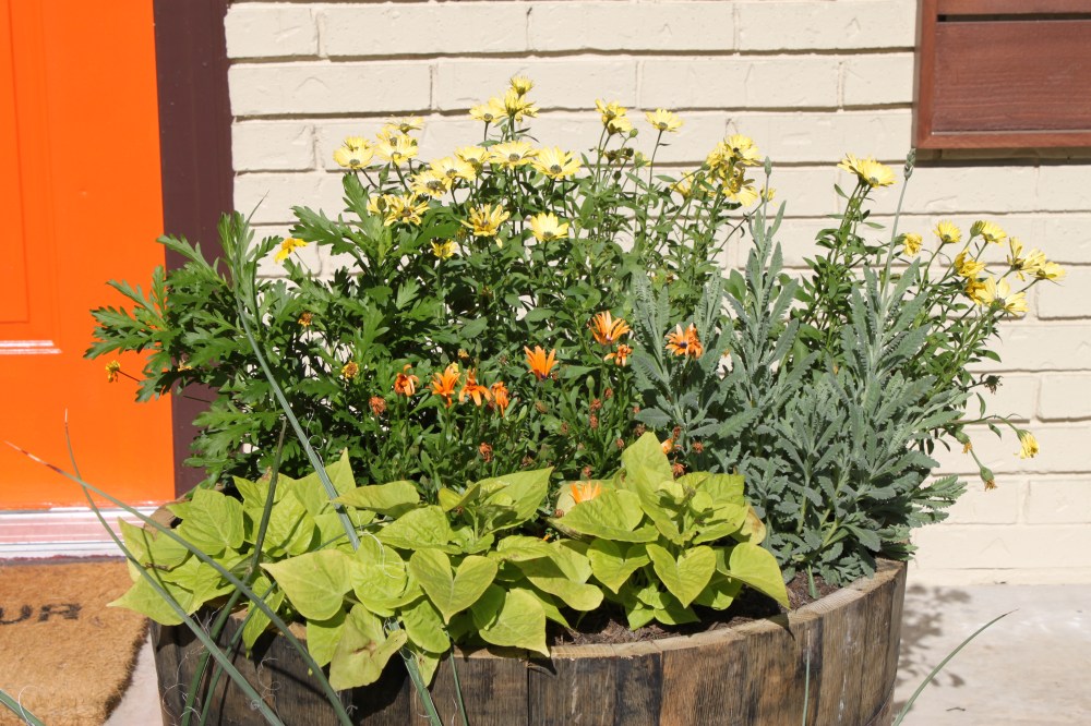 Whiskey Barrel Planter