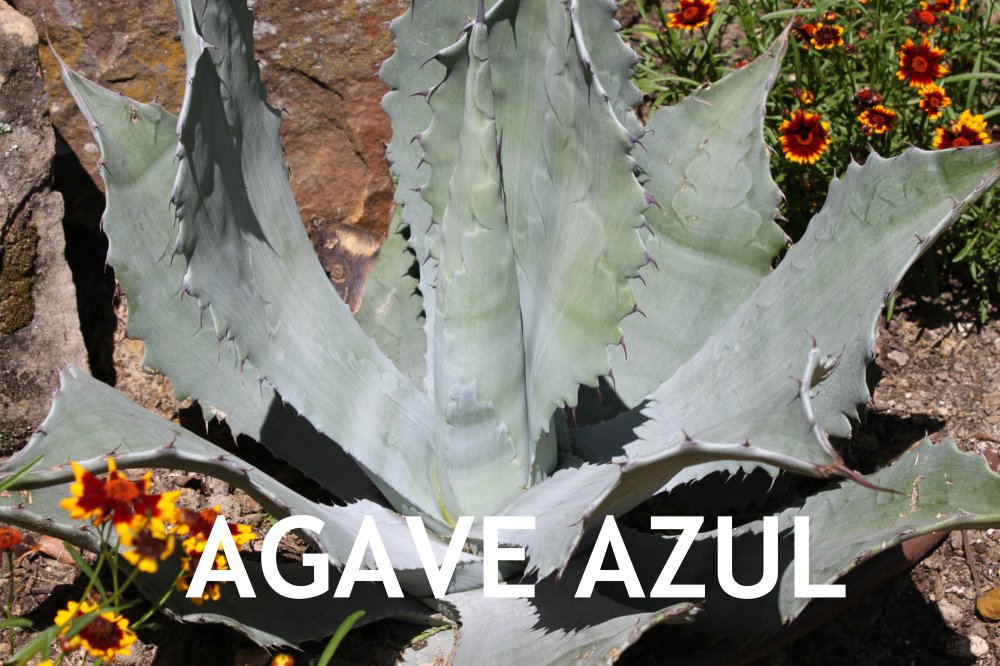Agave Azul