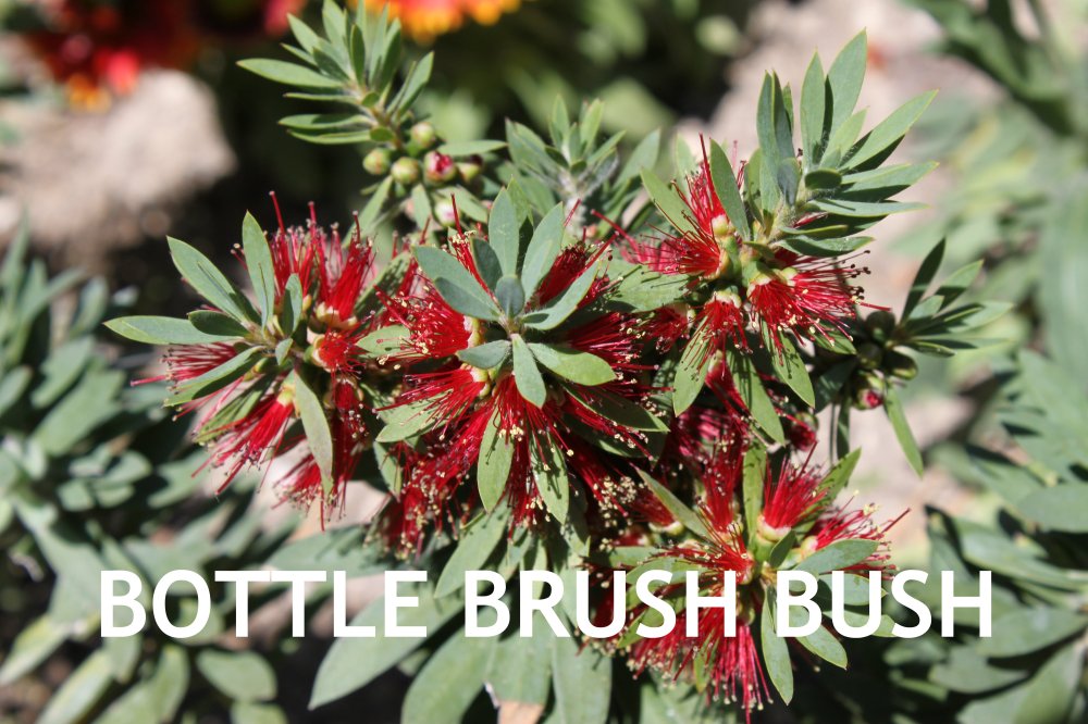 Bottle Brush