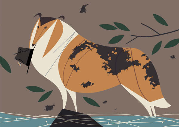 Charley HArper Collie with Hat