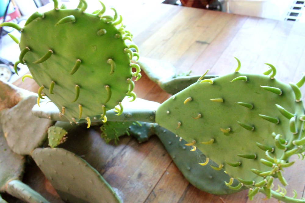 Close up of New Paddles