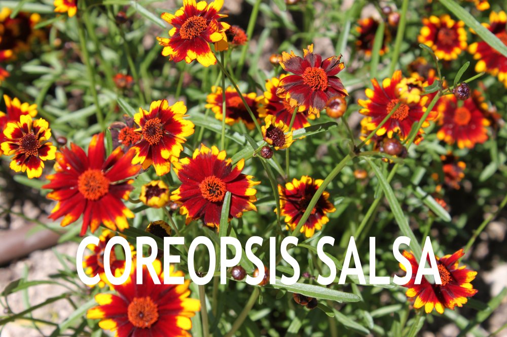 Coreopsis Salsa