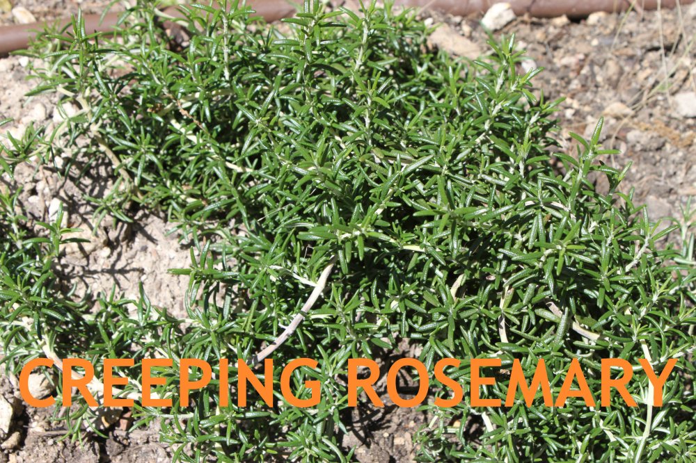Creeping Rosemary