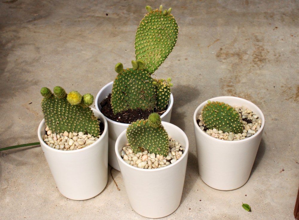 Pots with Bunny Ear Cactus Pieces