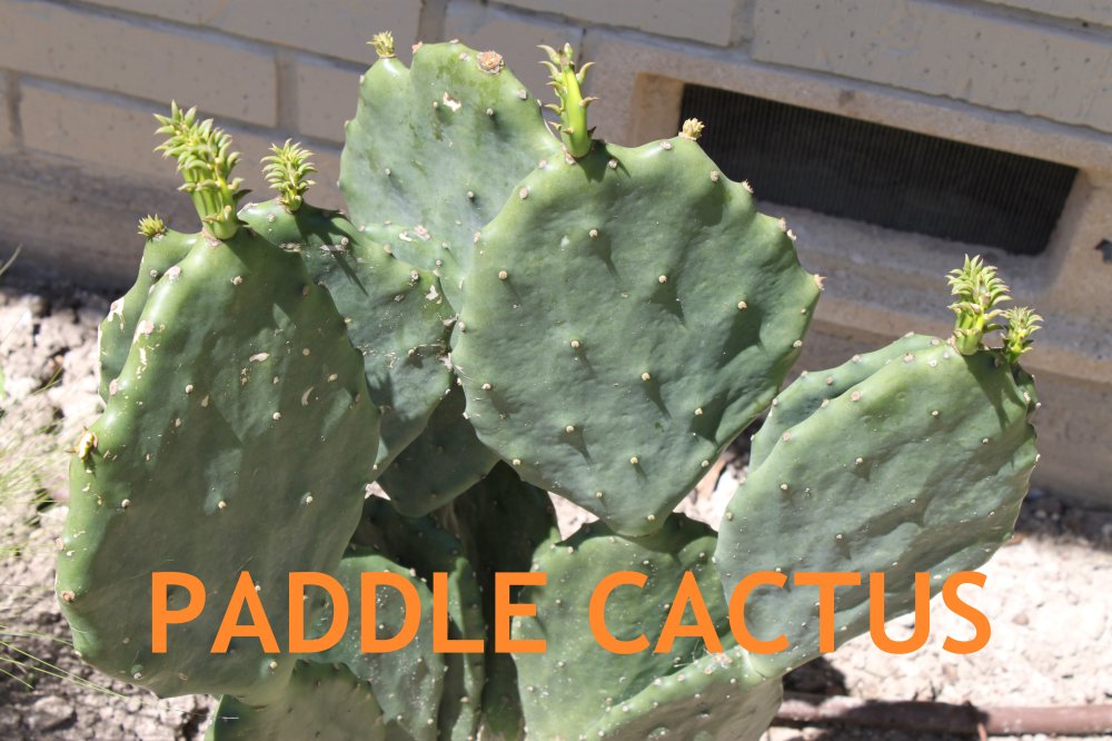 Paddle Cactus