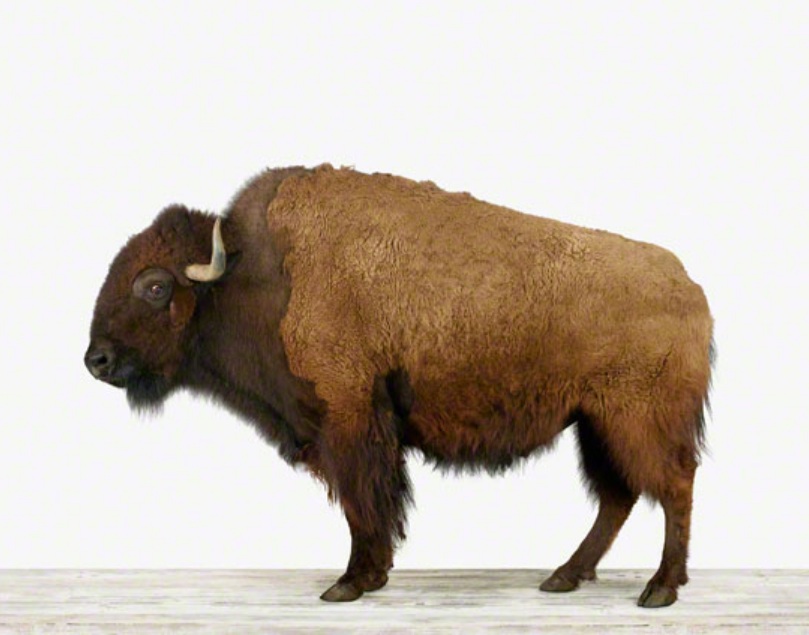 American Buffalo