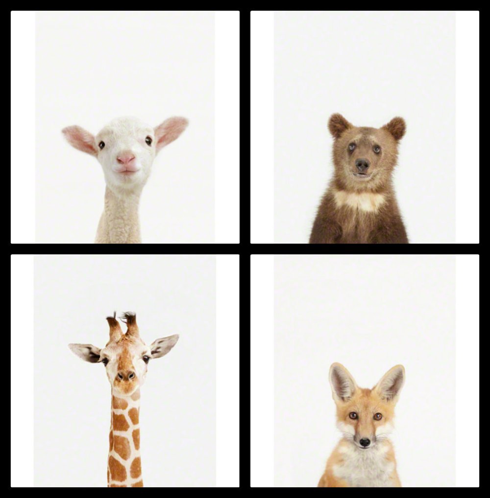 Little Darlings Collage