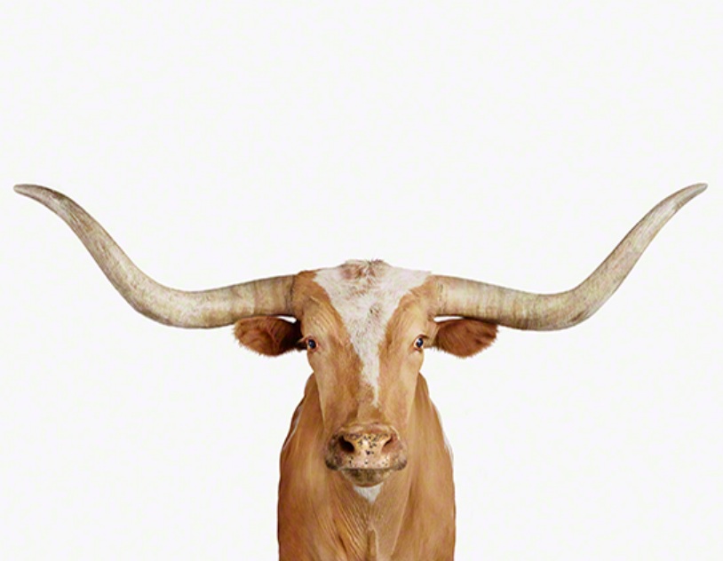 Longhorn Steer