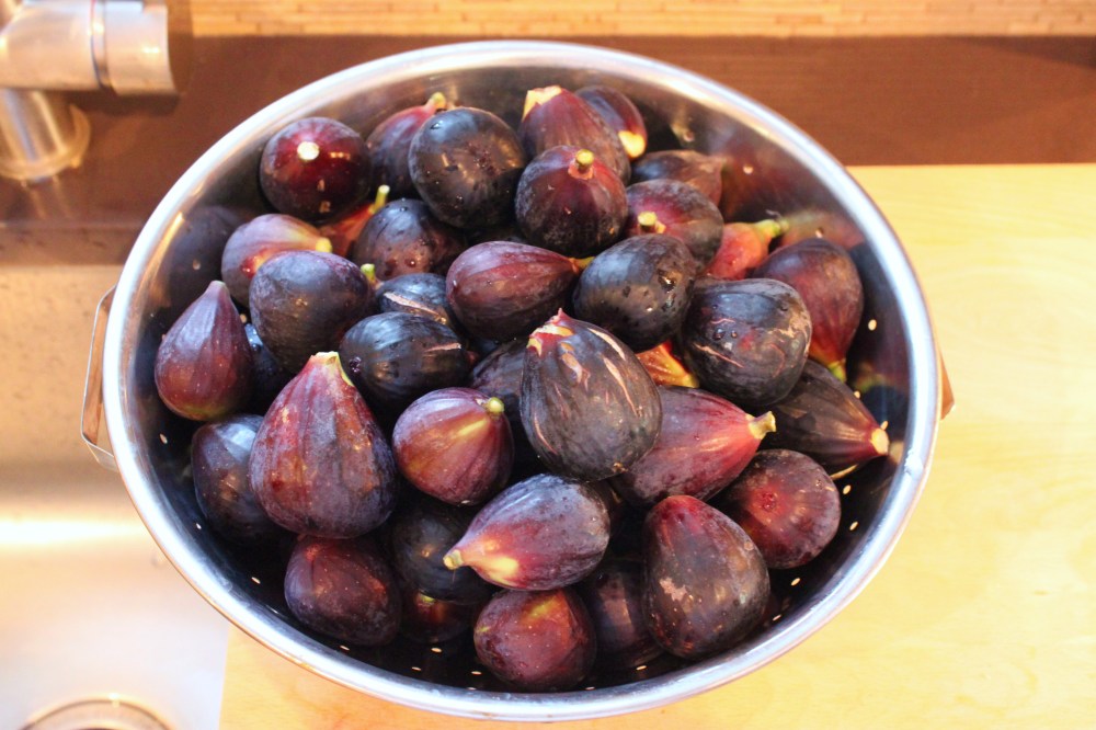 Collander full of Figs from Our Fig Tree