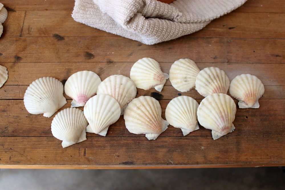 Scallop Shells