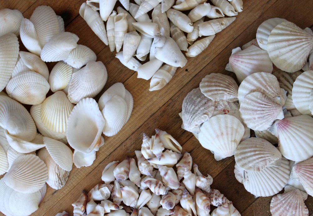 White Shells for My Shell Pot