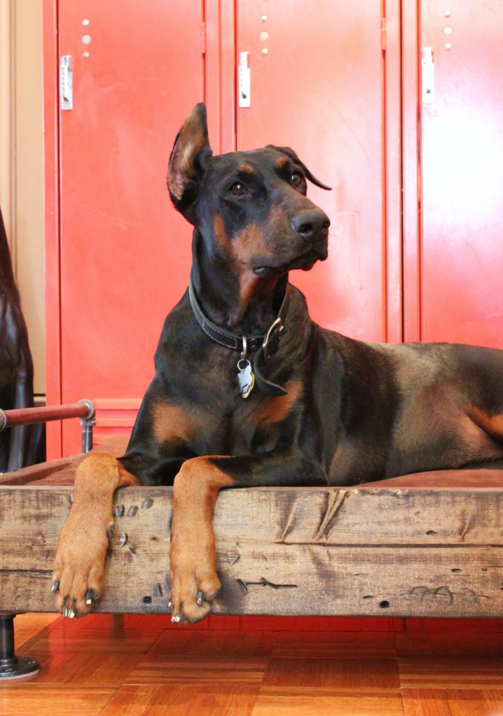 Harley and her Painted Nails on the New Dog Bed