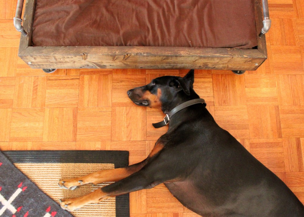 Harley Daivdson Laying on the Floor Next to her New Bed