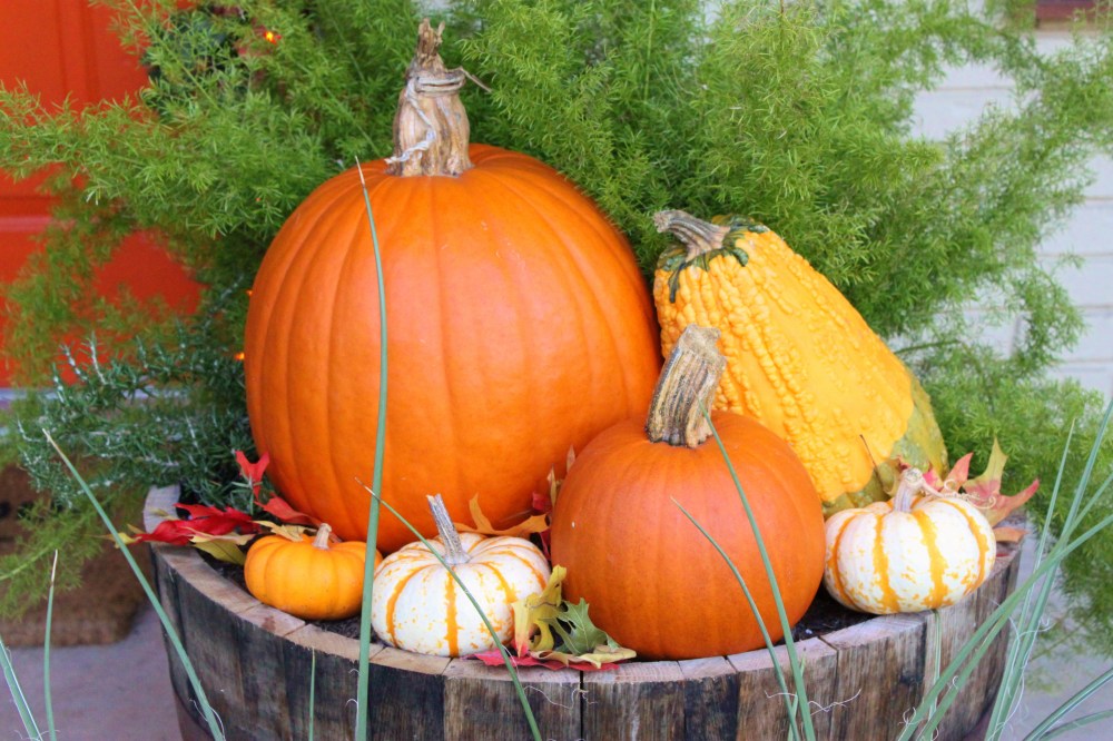 Pumpkins in the Whisky Barrel