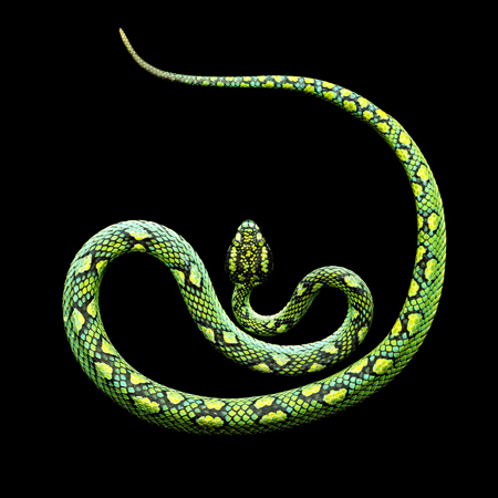 Ceylonese Palm Viper by Mark Laita