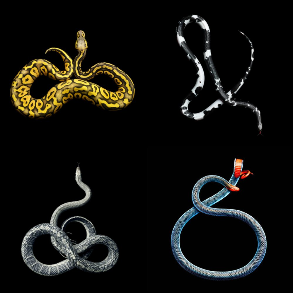Mark Laita Snakes Collage1