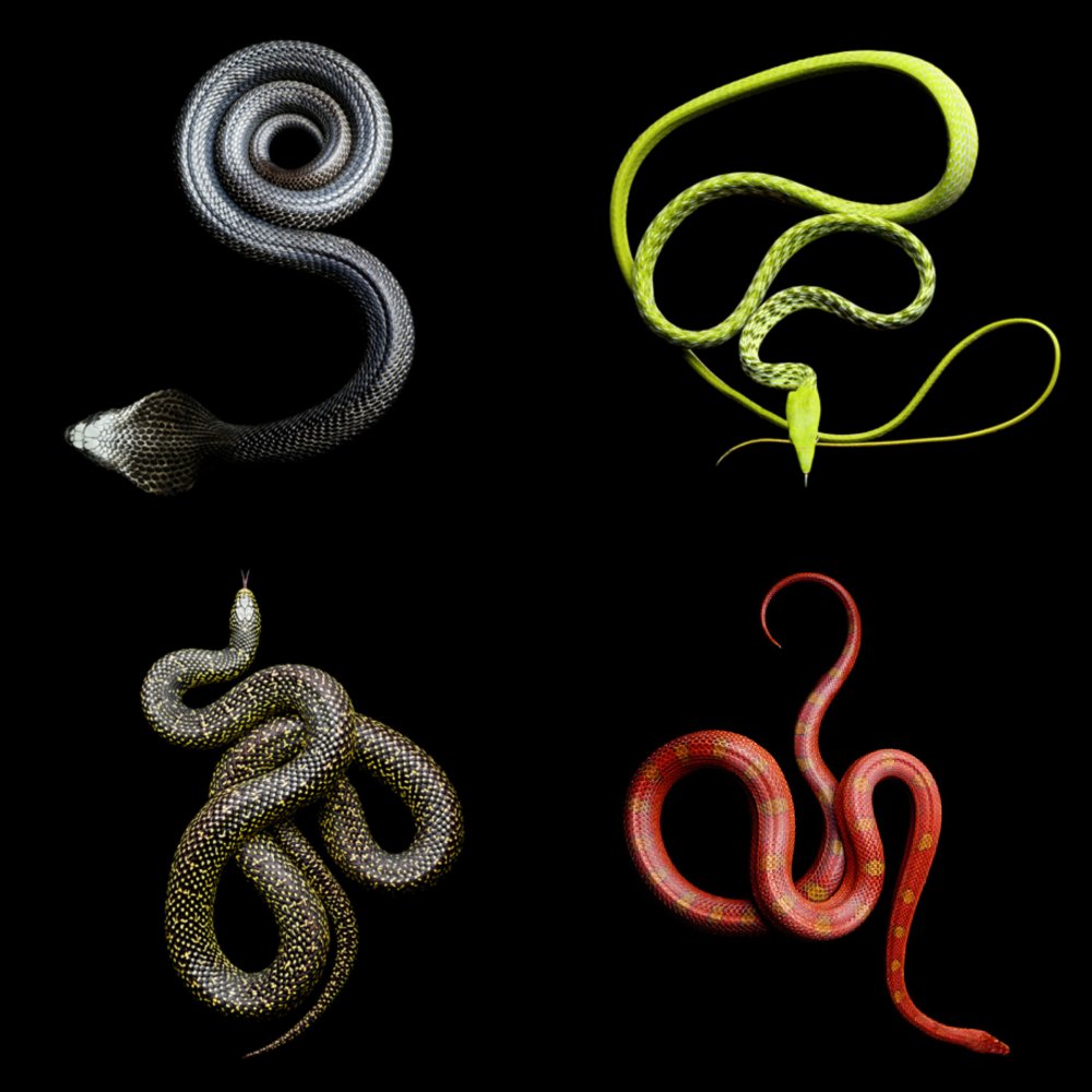 Mark Laita Snakes Collage2