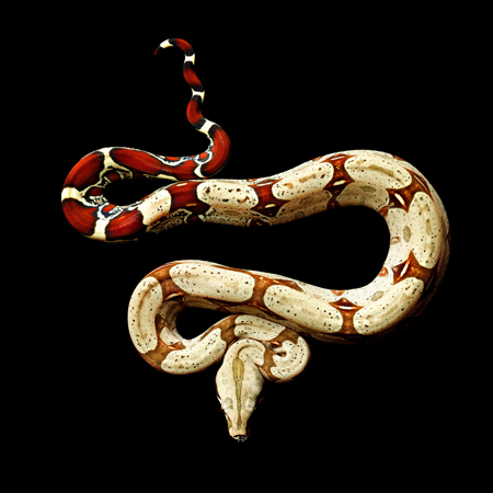 Red Tail Boa by Mark Laita