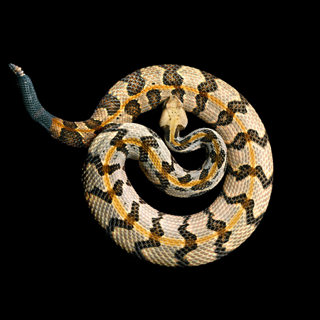 Southern Timber Rattle Snake by Mark Laita