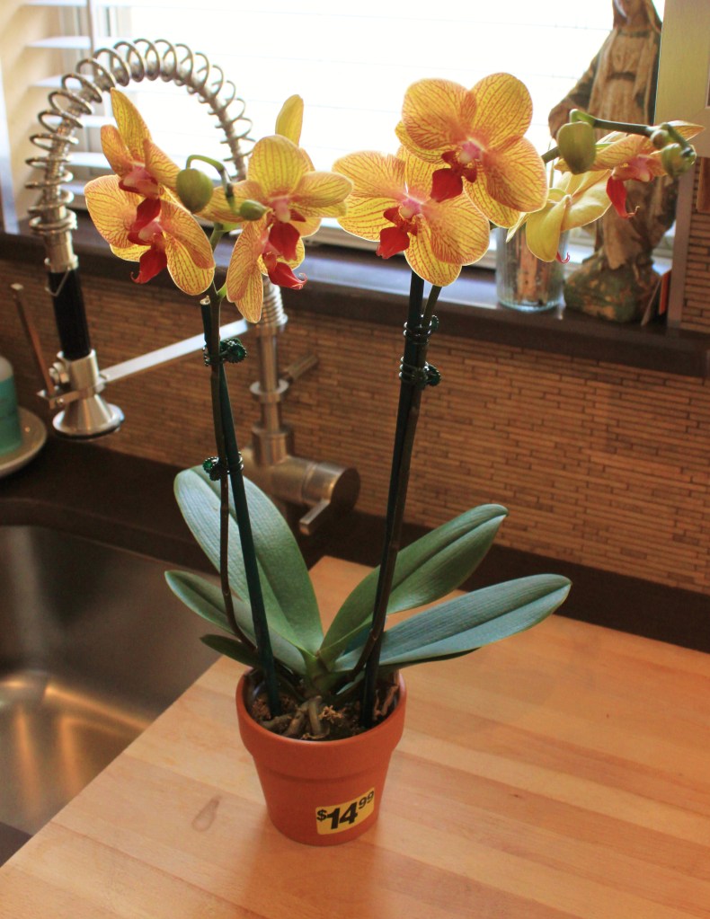 2 Stemed Potted yellow Phalo Orchid