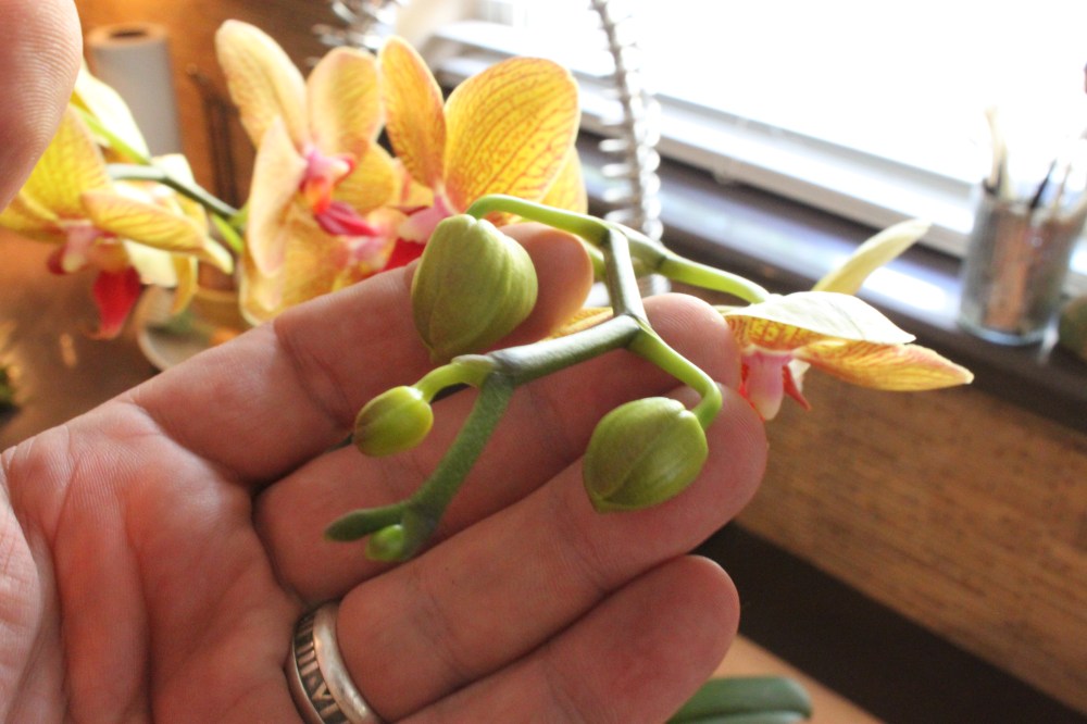 Always Choose an Orchid with Plenty of Unopened Blooms