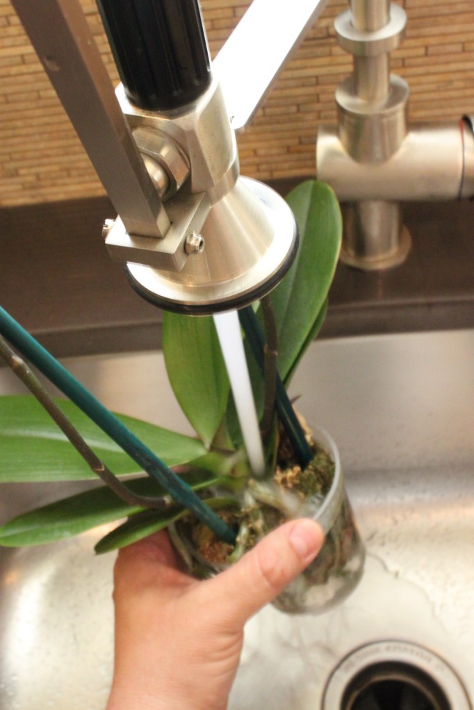 Before Potting Always Throughly Wet Your Orchid Plant