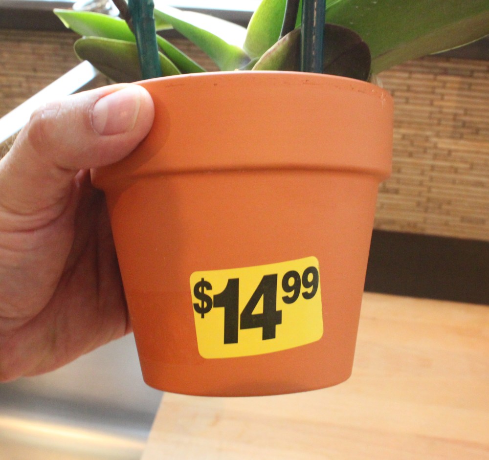 Best Thing About This Orchid is the Price