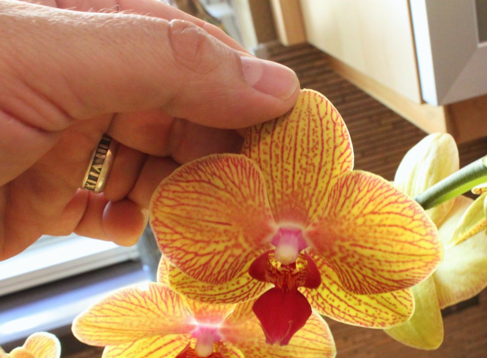 Gentley Push the Petals to Pop Forward