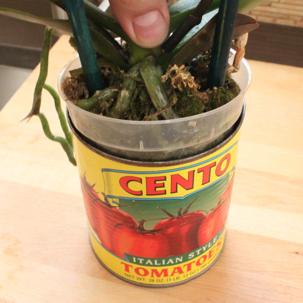 Slide the Plastic Pot into a Clean Tomato Can