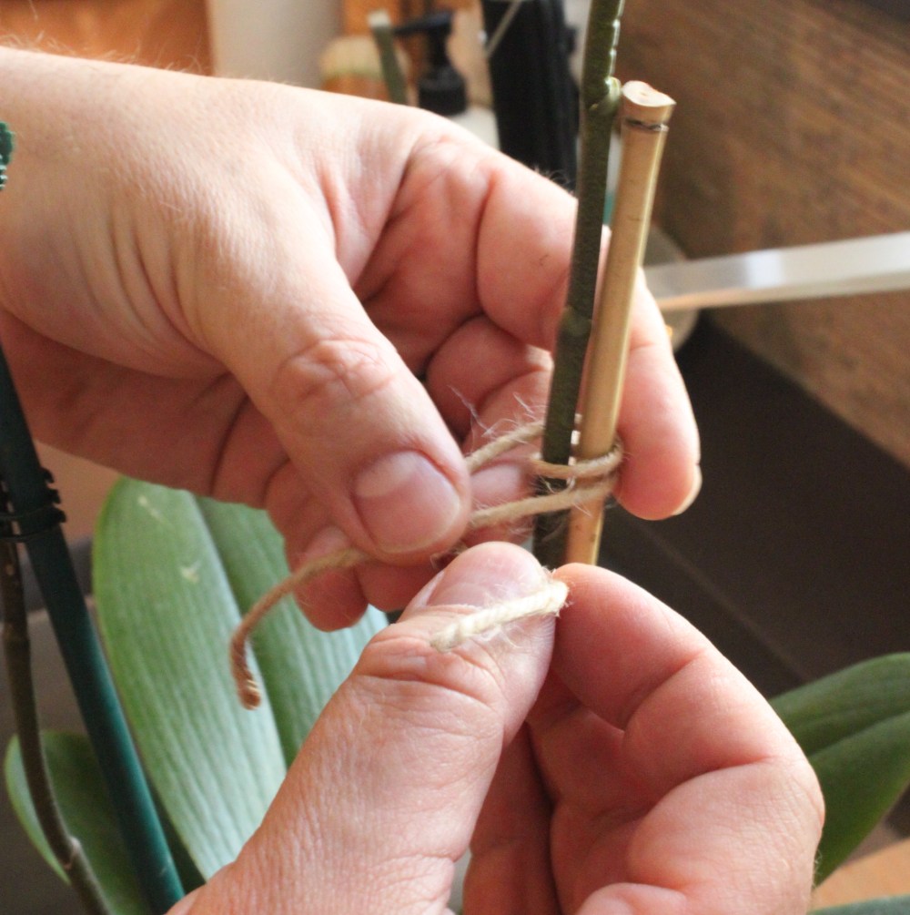 Use Just Twine To Loosely Attach Your Stems to the Bamboo