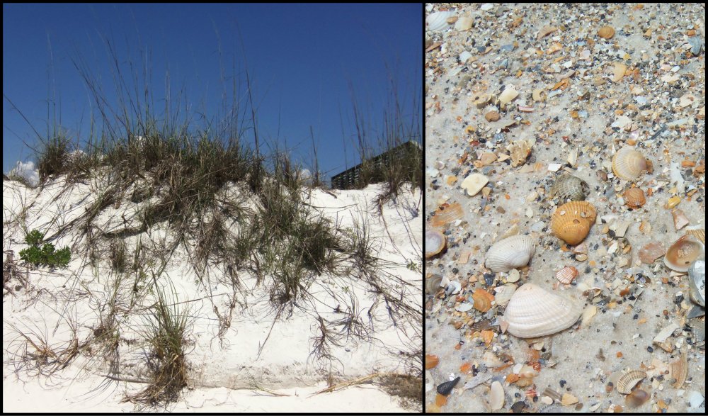 Cape San Blas Collage 2