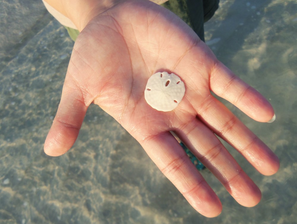 Kylie and her Sand Dollar that I Found