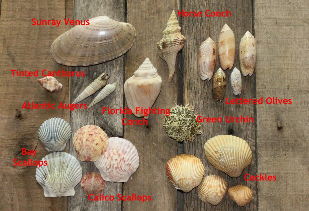 Shells from our Seaside Florida Vacation