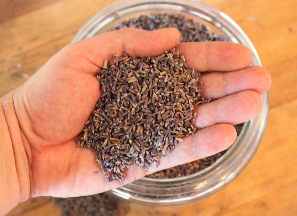 Dried Fragrant Lavender